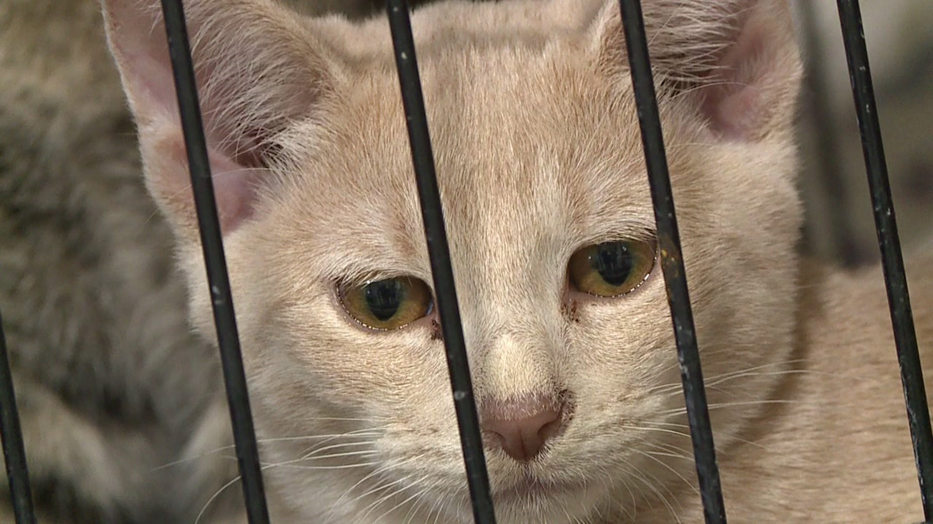 Rescued cats will soon be ready for adoption in Kewanee