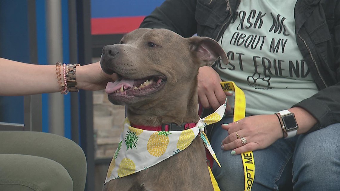 PET OF THE WEEK: Patches the pit bull