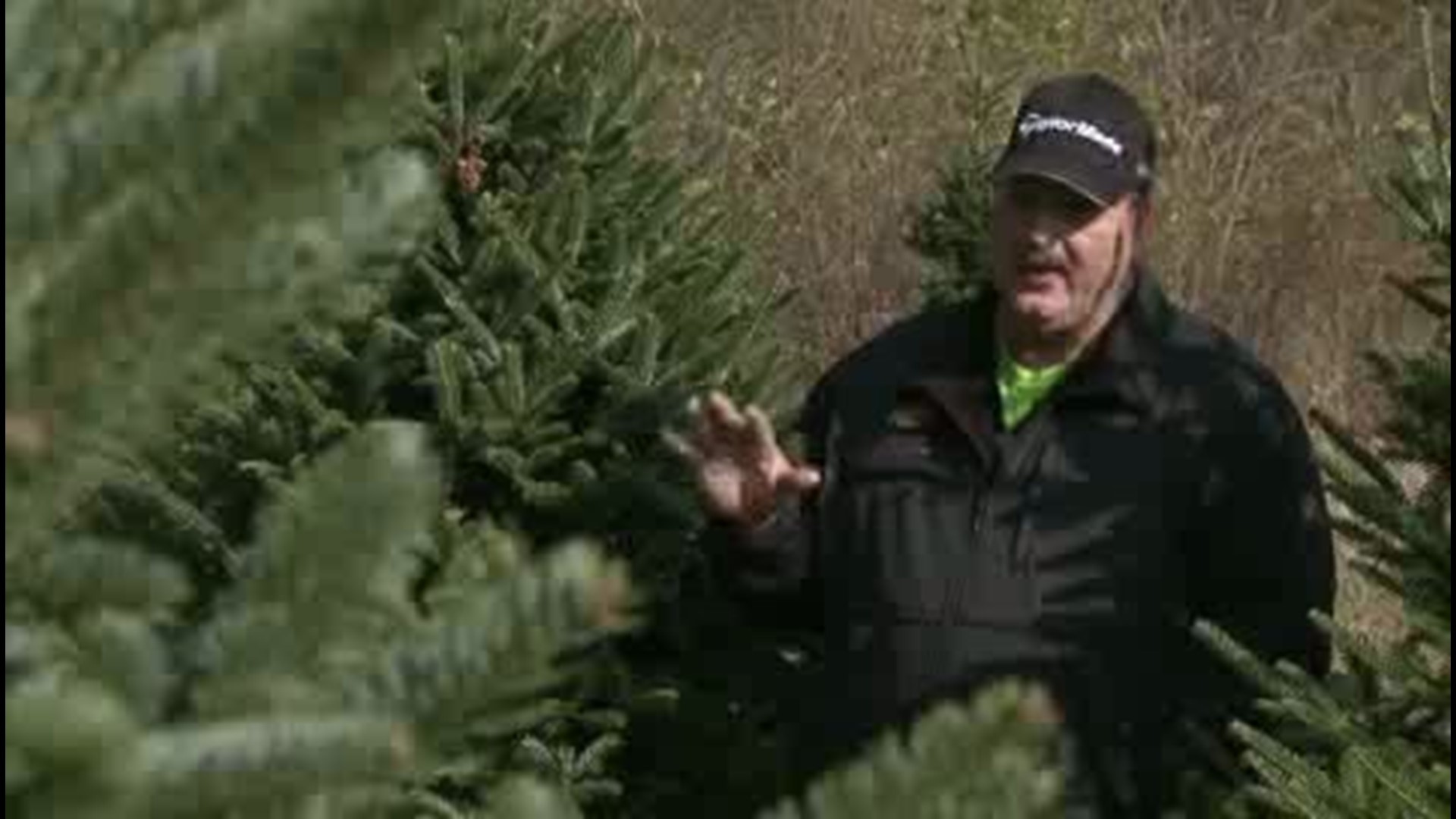 Farm trades Christmas trees for corn and soybeans