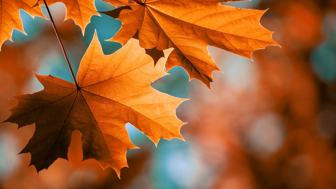 Here's why you shouldn't burn leaves this fall
