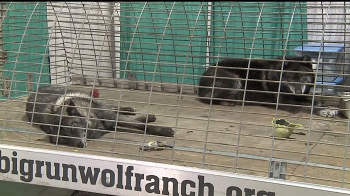 2017 Bald Eagle Days celebrates 30 years in the Quad Cities