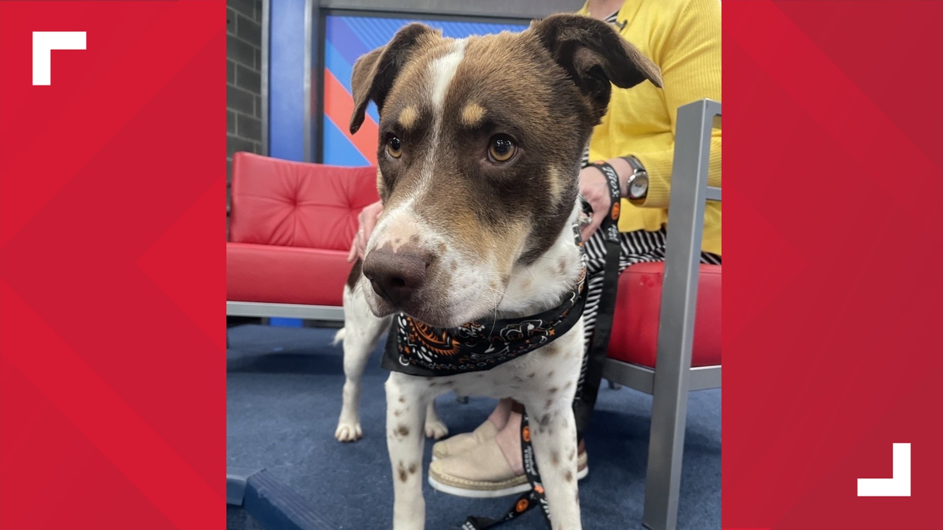 Pinto is a 4-year-old Australian Shepherd-Lab mix who gets along with kids and cats. He's available for adoption at the Quad City Animal Welfare Center.