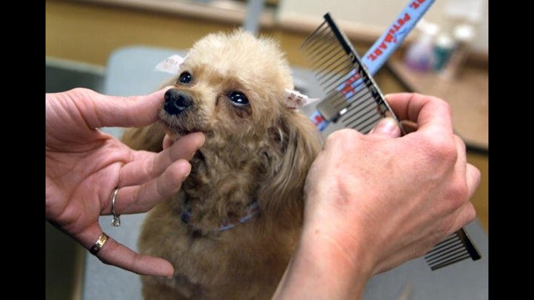 petsmart nail cutting