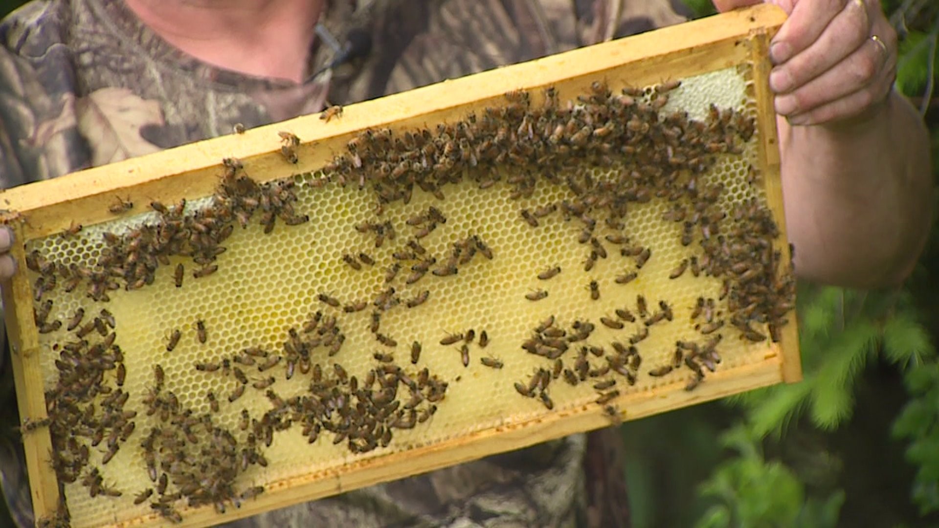 Hampton honey bee ban