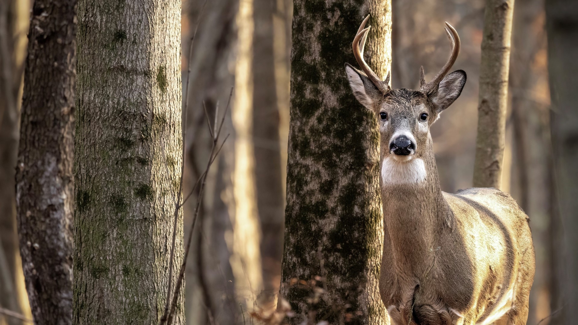 Illinois hunters shoot 76,000 deer