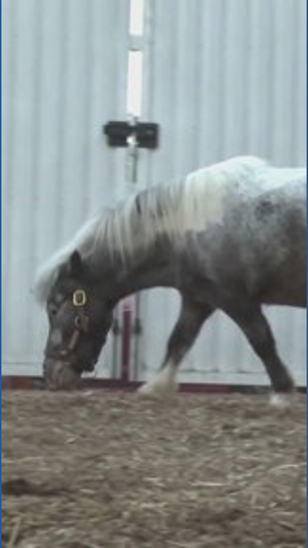 Miniature horse plays an important role at Kentucky Derby track