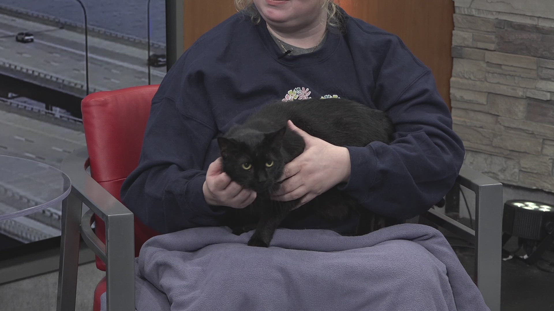 Miss Kitty is a staff favorite at the Quad City Animal Welfare Center. She is FIV+ and would need to be in a home with other FIV+ cats or by herself.