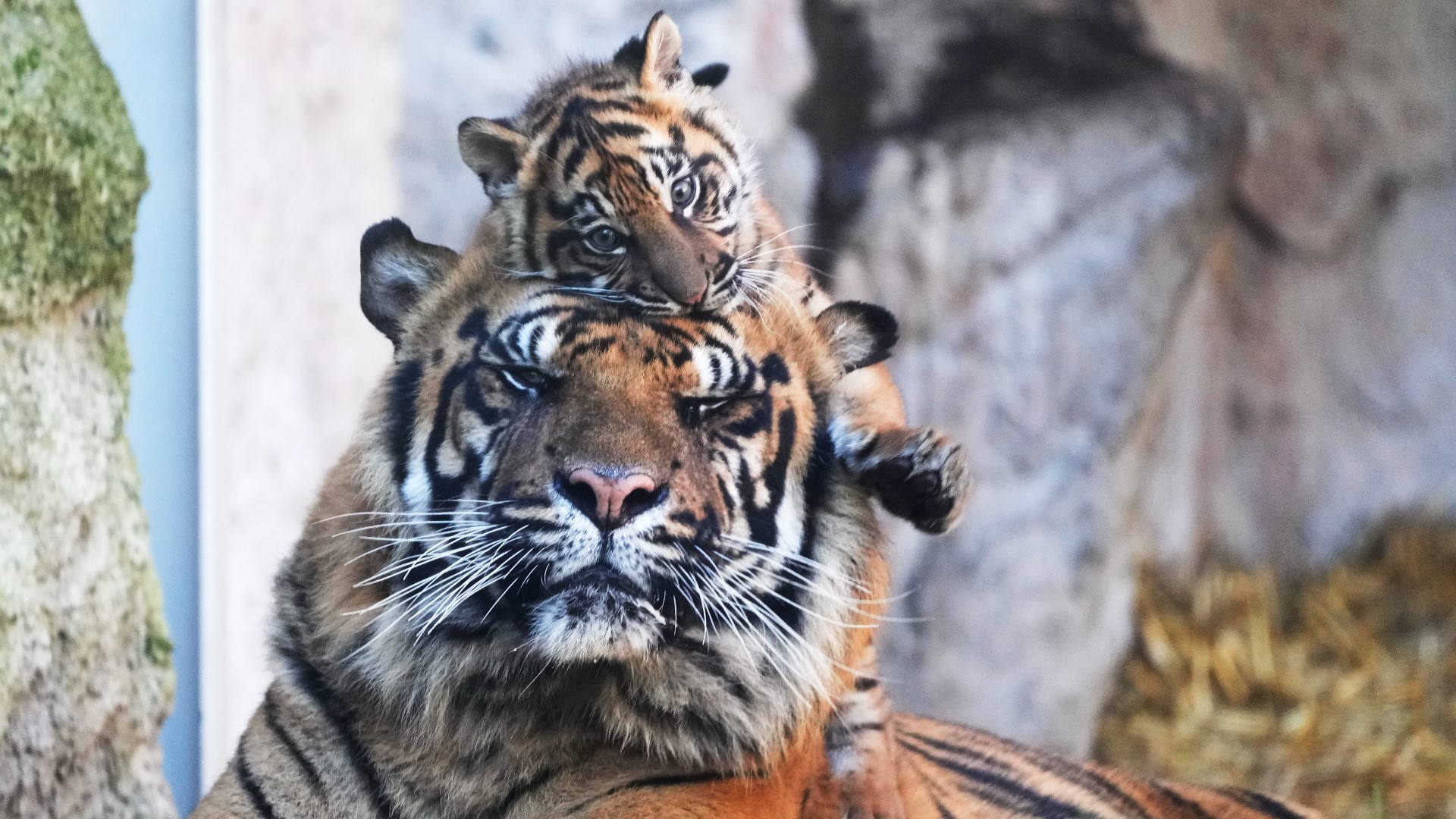 This cub is a Sumatran tiger which only has roughly 500 individuals in nature. According to zookeepers, this birth was a surprise.