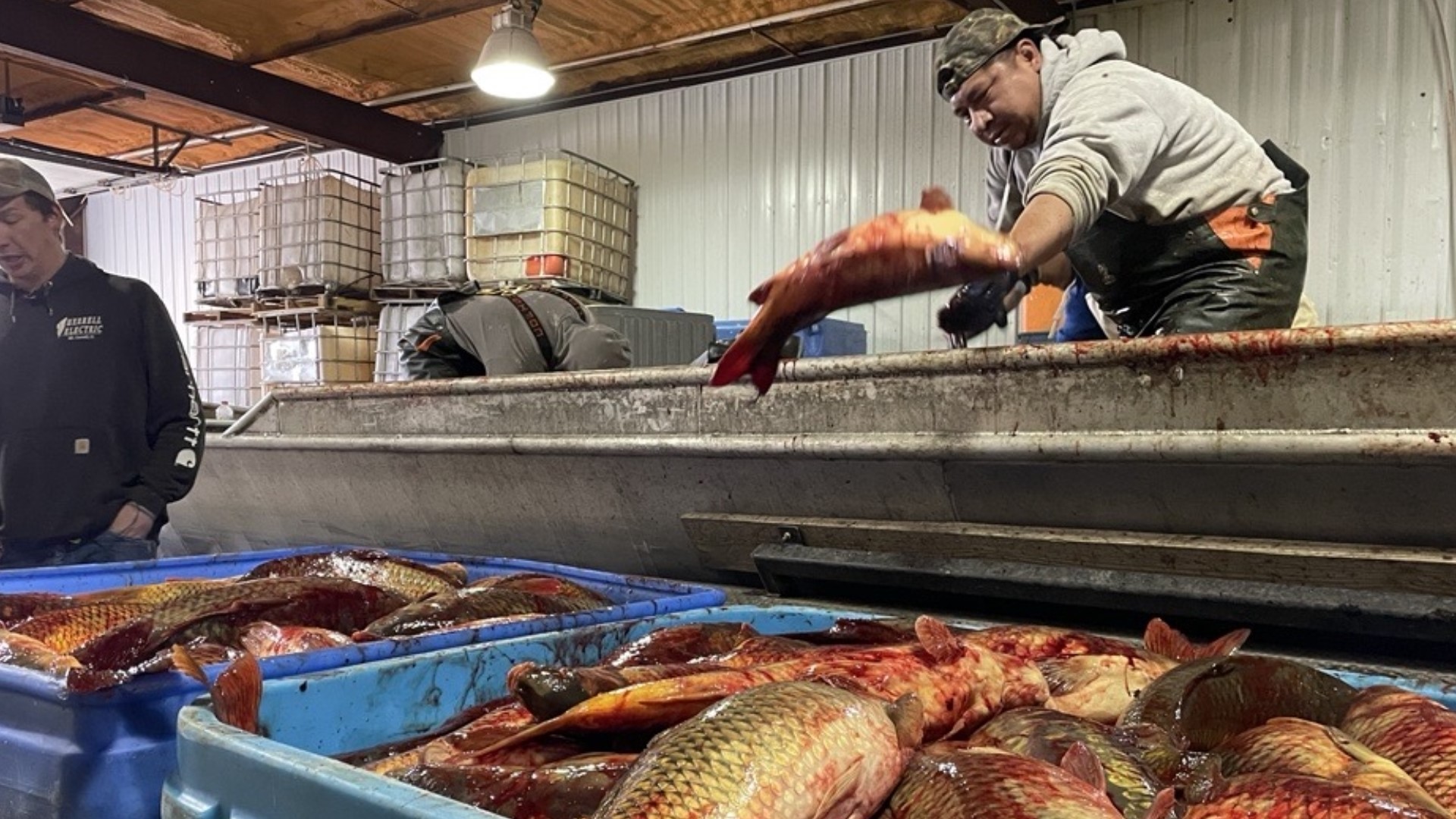 Every December, Schafer Fisheries processes 300,000 pounds of 'Christmas Carp,' which is sold to Polish households across the world.