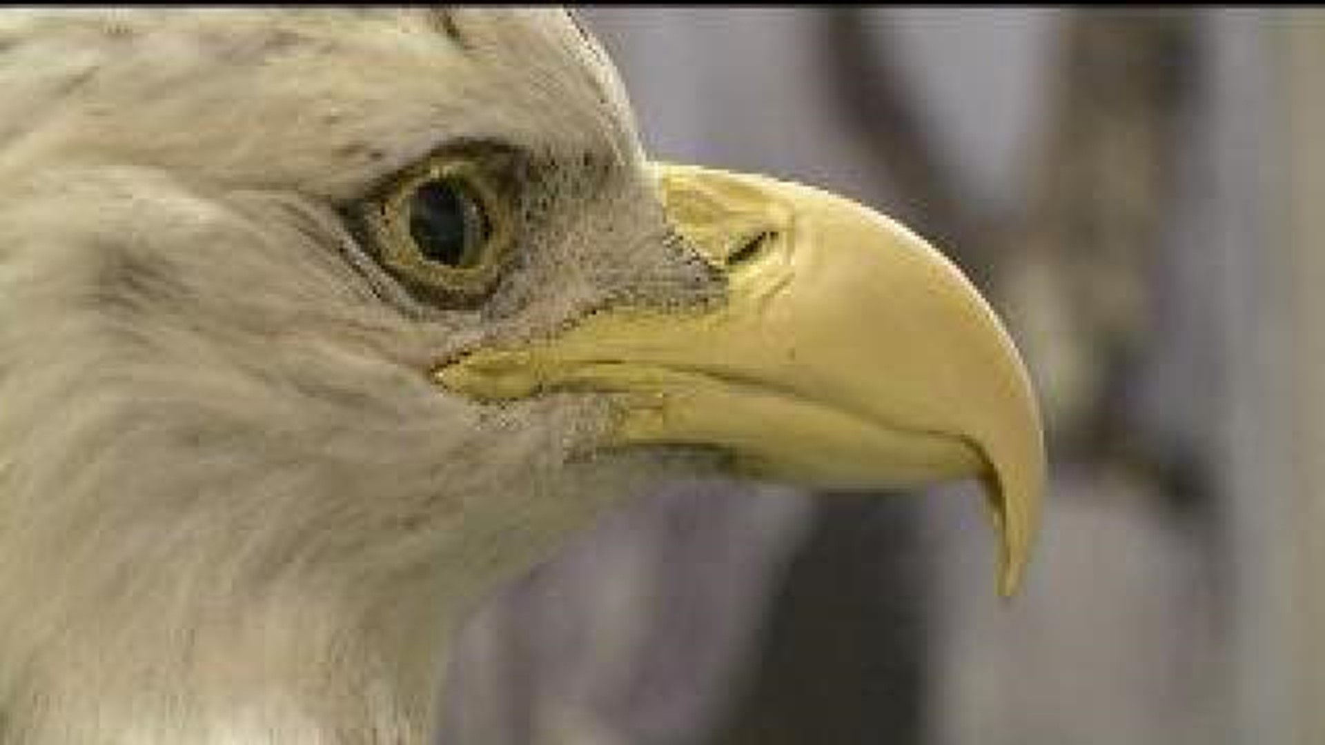 Study shows eagles dying from lead poisoning