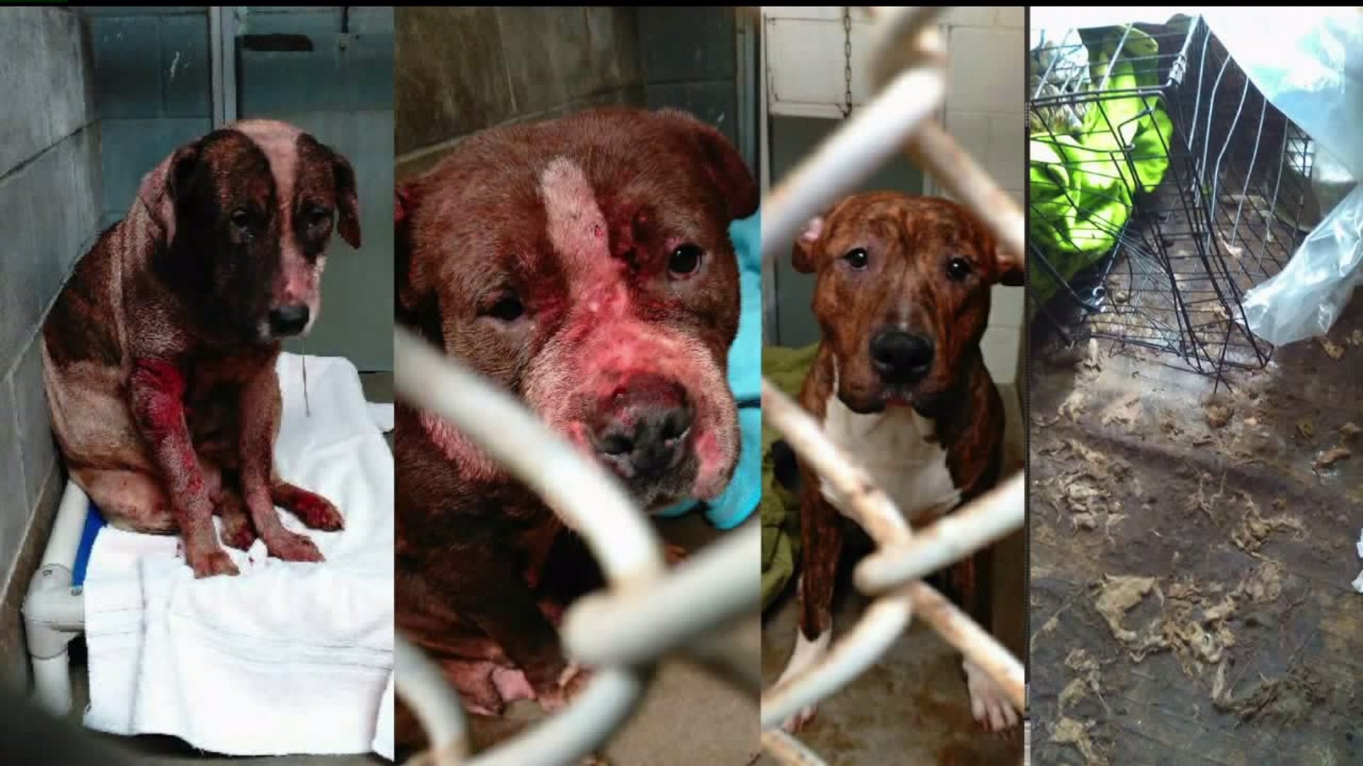 Clinton dogs rescued from neglect