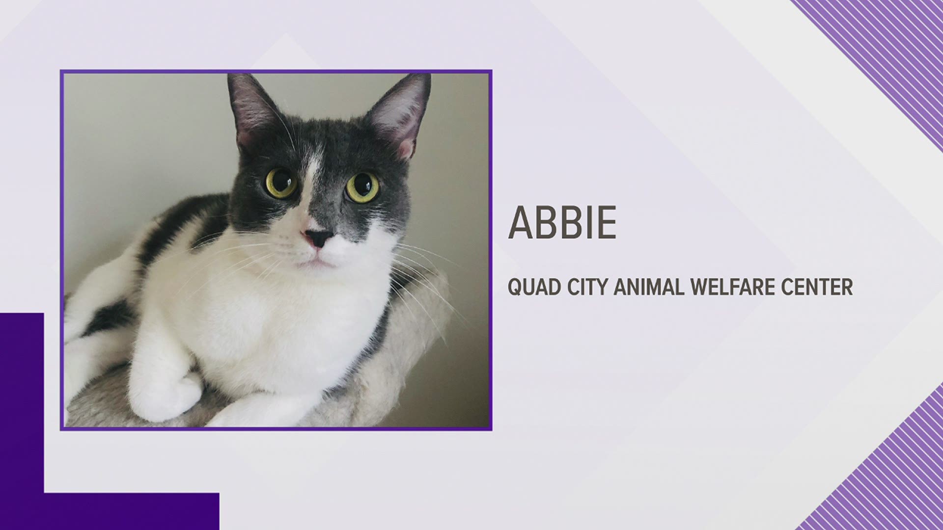 The Quad City Animal Welfare Center's Pet of the Week for October 26th is Abbie the Active Cat!