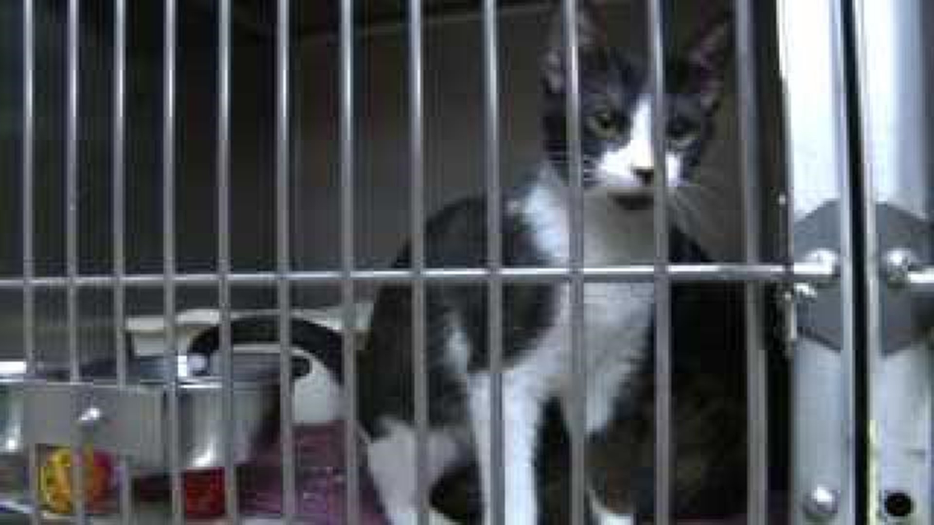 Kittens left in sealed container