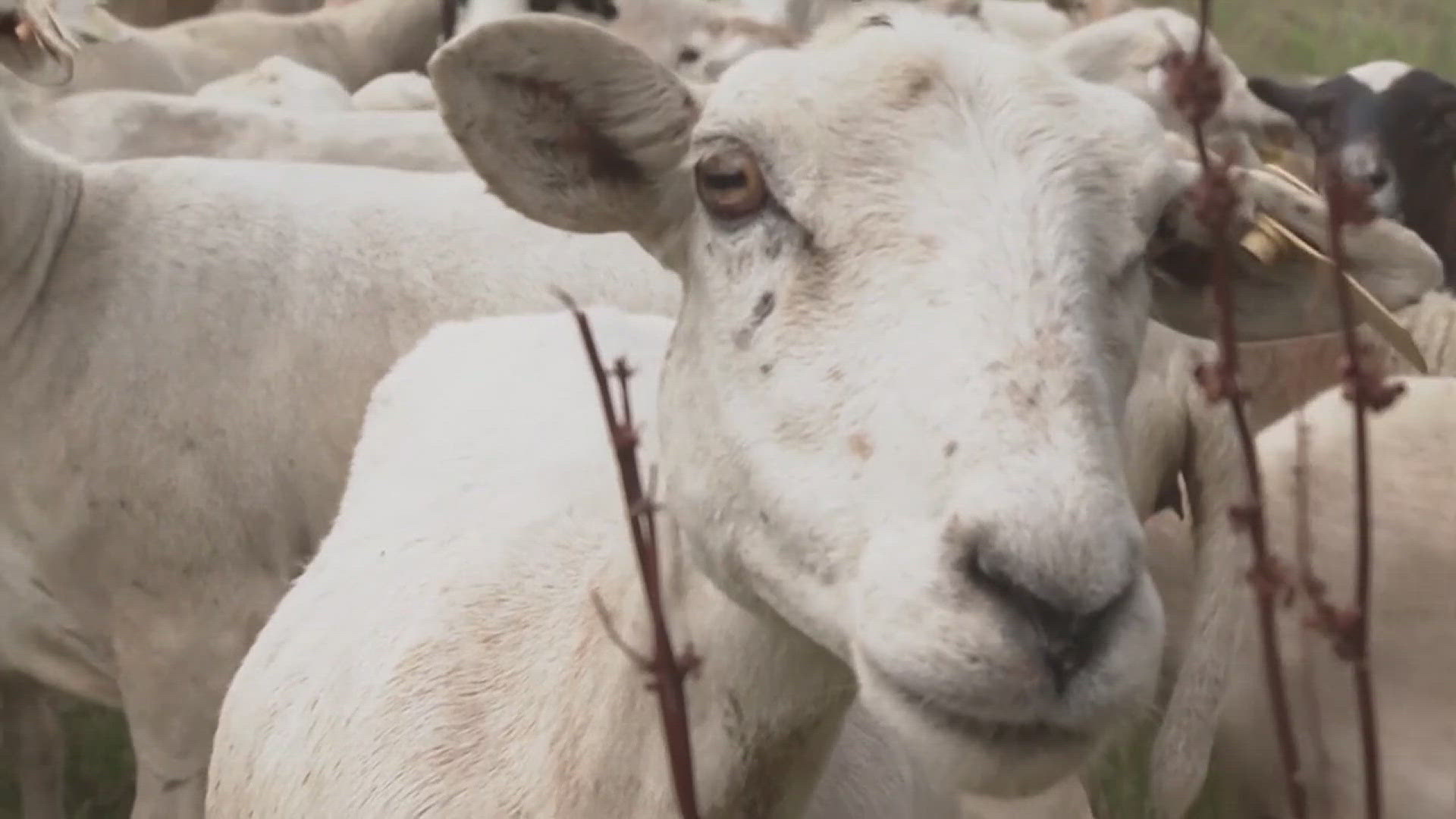 This flock of goats and sheep is sent into areas where the terrain would be hazardous for people and equipment. The chew crew also helps clear invasive species.