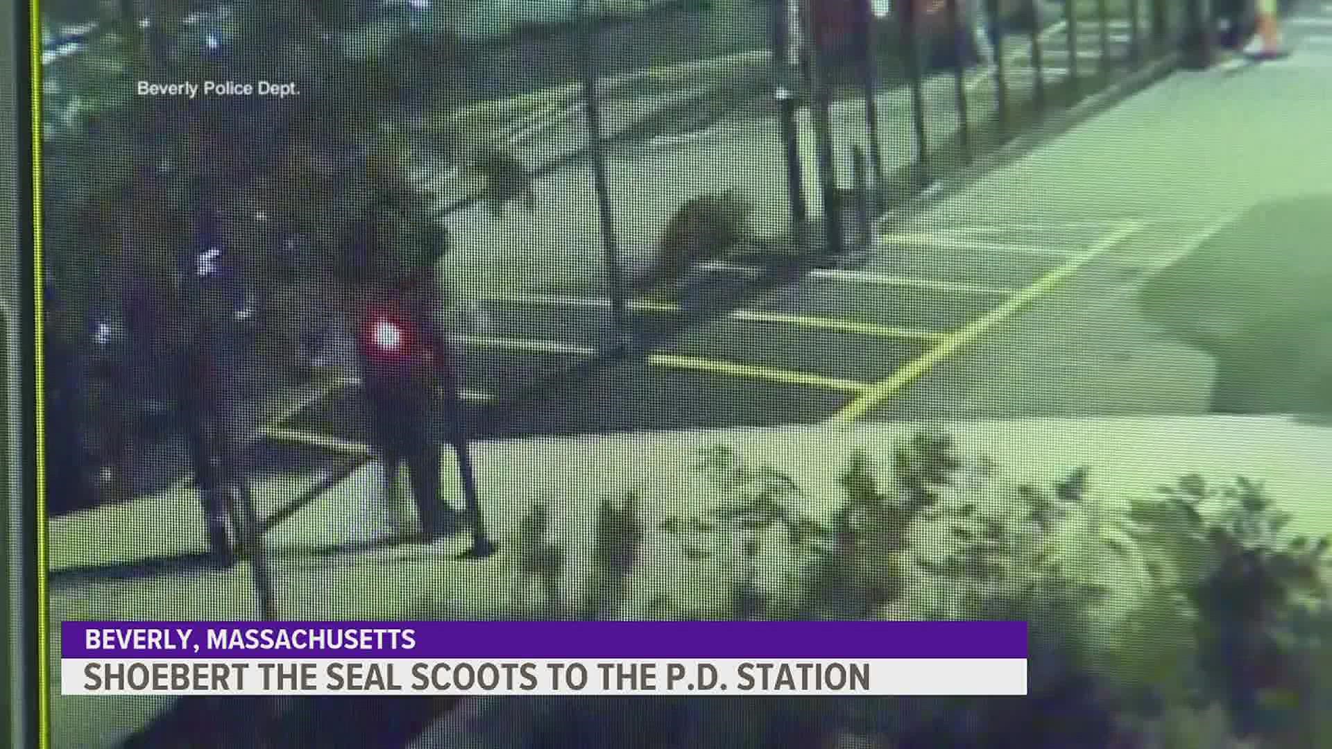 "Shoebert" made his way to a pond and evaded capture... but then crossed a parking lot and appeared outside the station a day later.