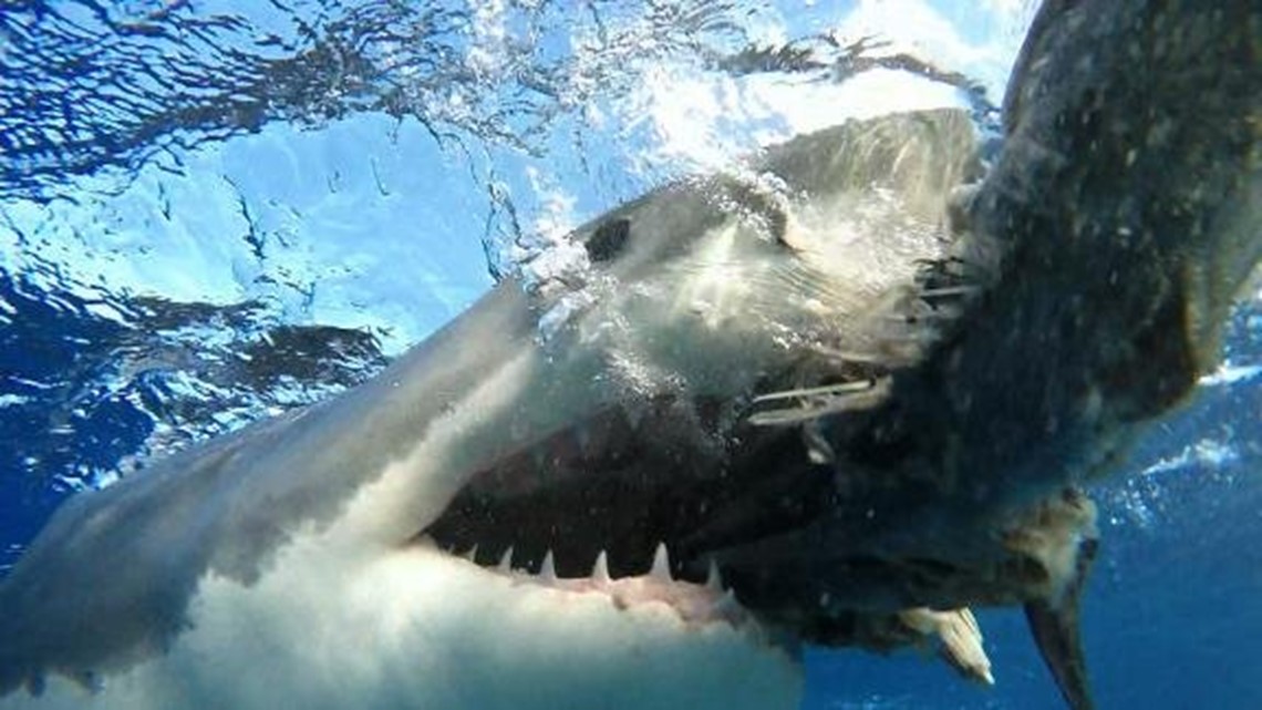 Sharks Bite 3 People In 24 Hours At The Same Florida Beach Wqad Com