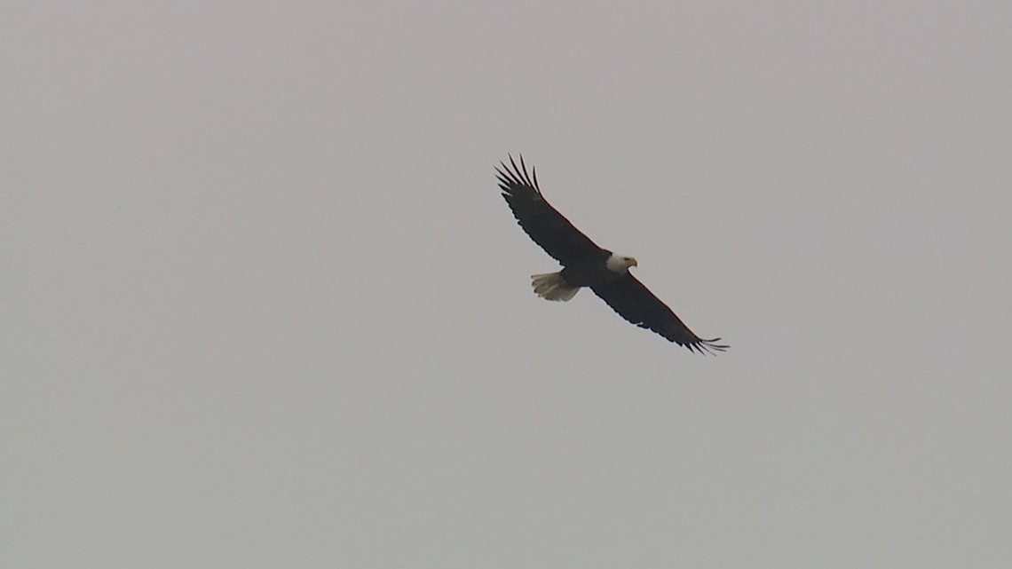 Volunteers sought for 62nd annual bald eagle count