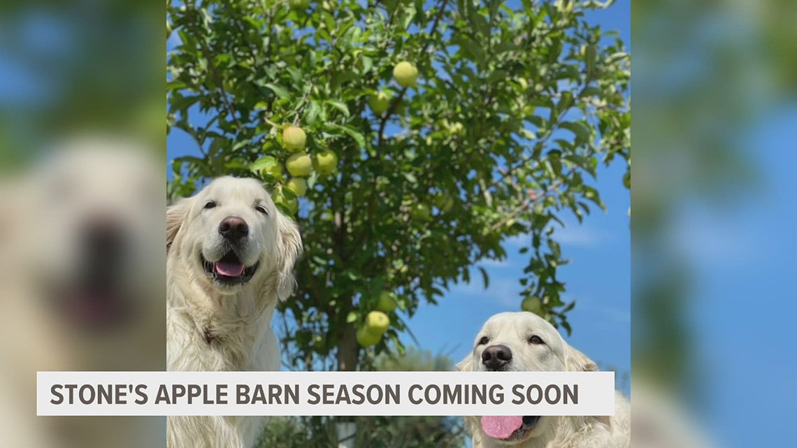 Fall is in the air, Stone's Apple Barn announces this week their season schedule