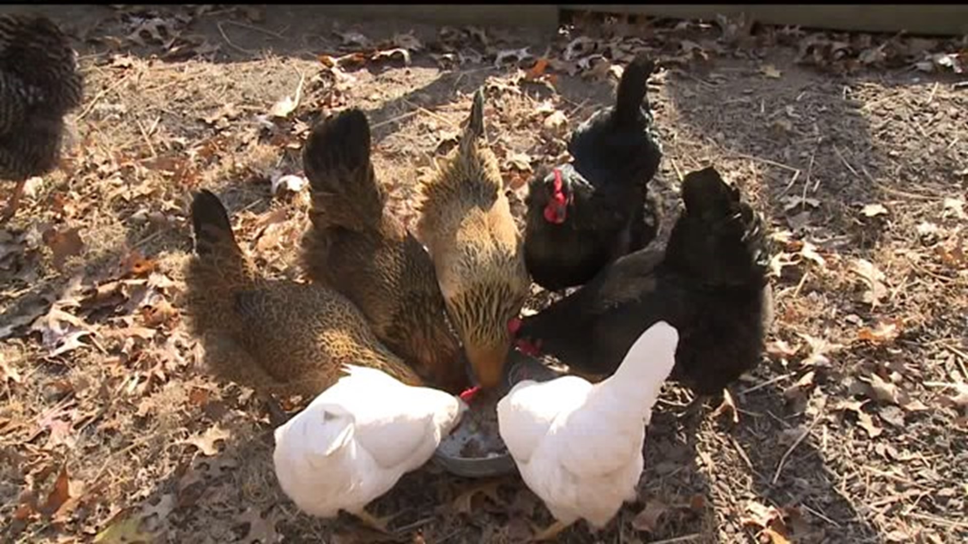Davenport leaders review plan for backyard chickens