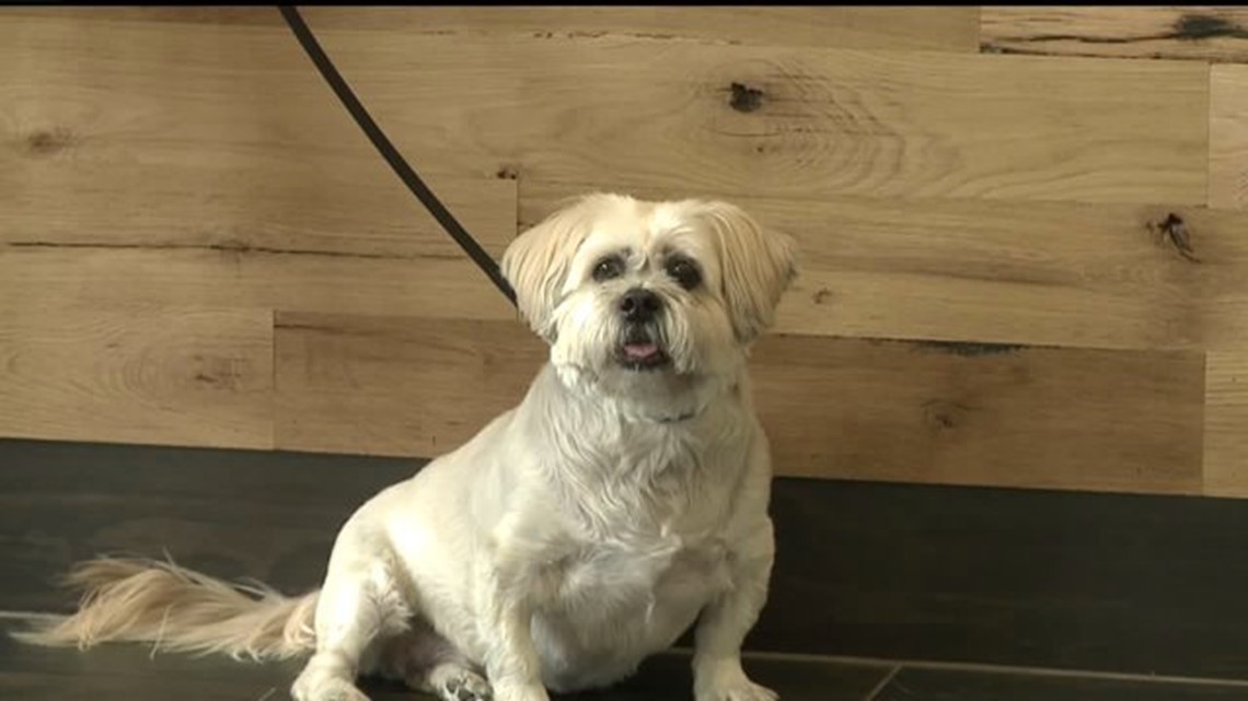 What to do if your dog has anxiety during 4th of July fireworks