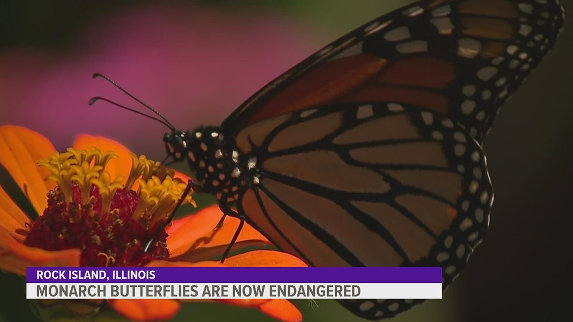 One of the most recognizable butterflies in the world is now on the ...