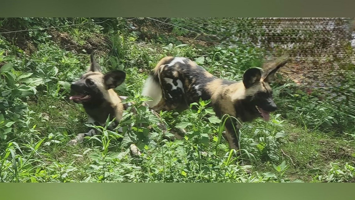 Niabi Zoo trivia event to benefit African painted dog research