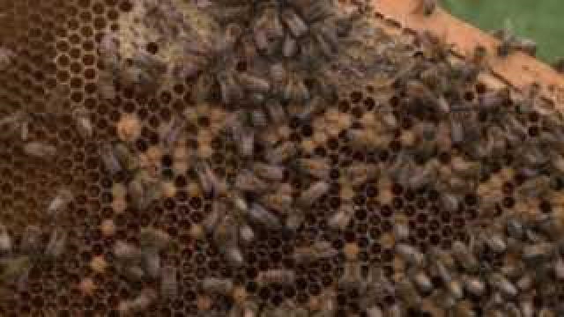 Honey bee shortage hits beekeepers