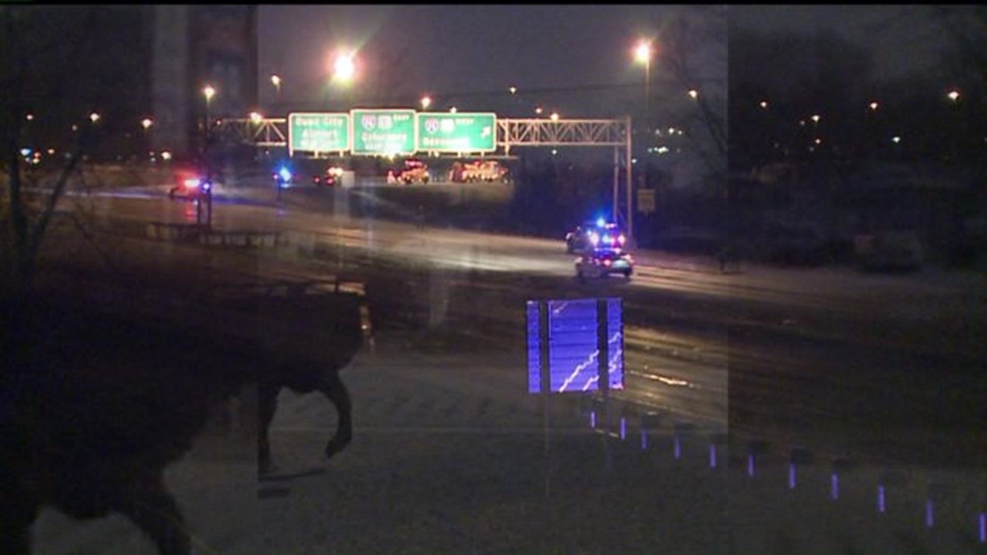 Cows on the loose after semi overturns in Moline