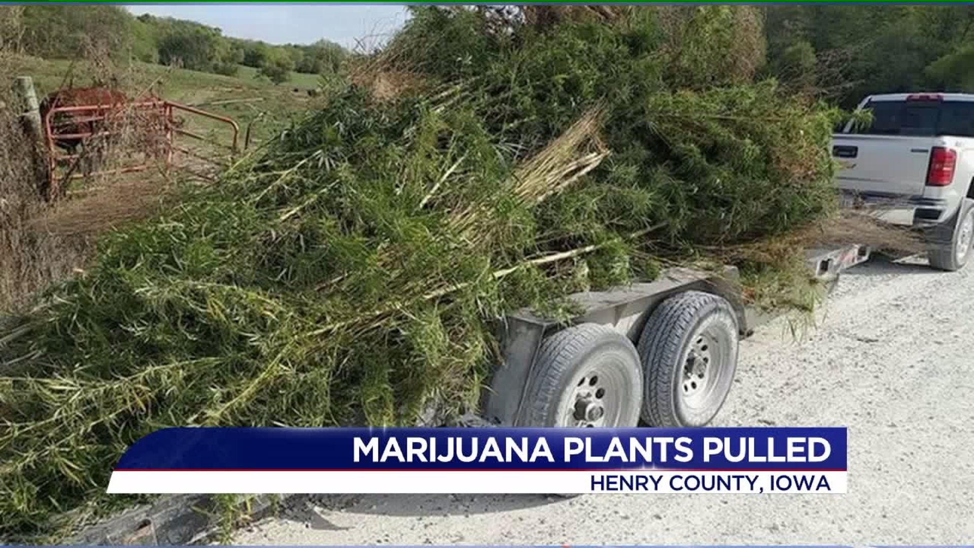 Marijuana plants pulled