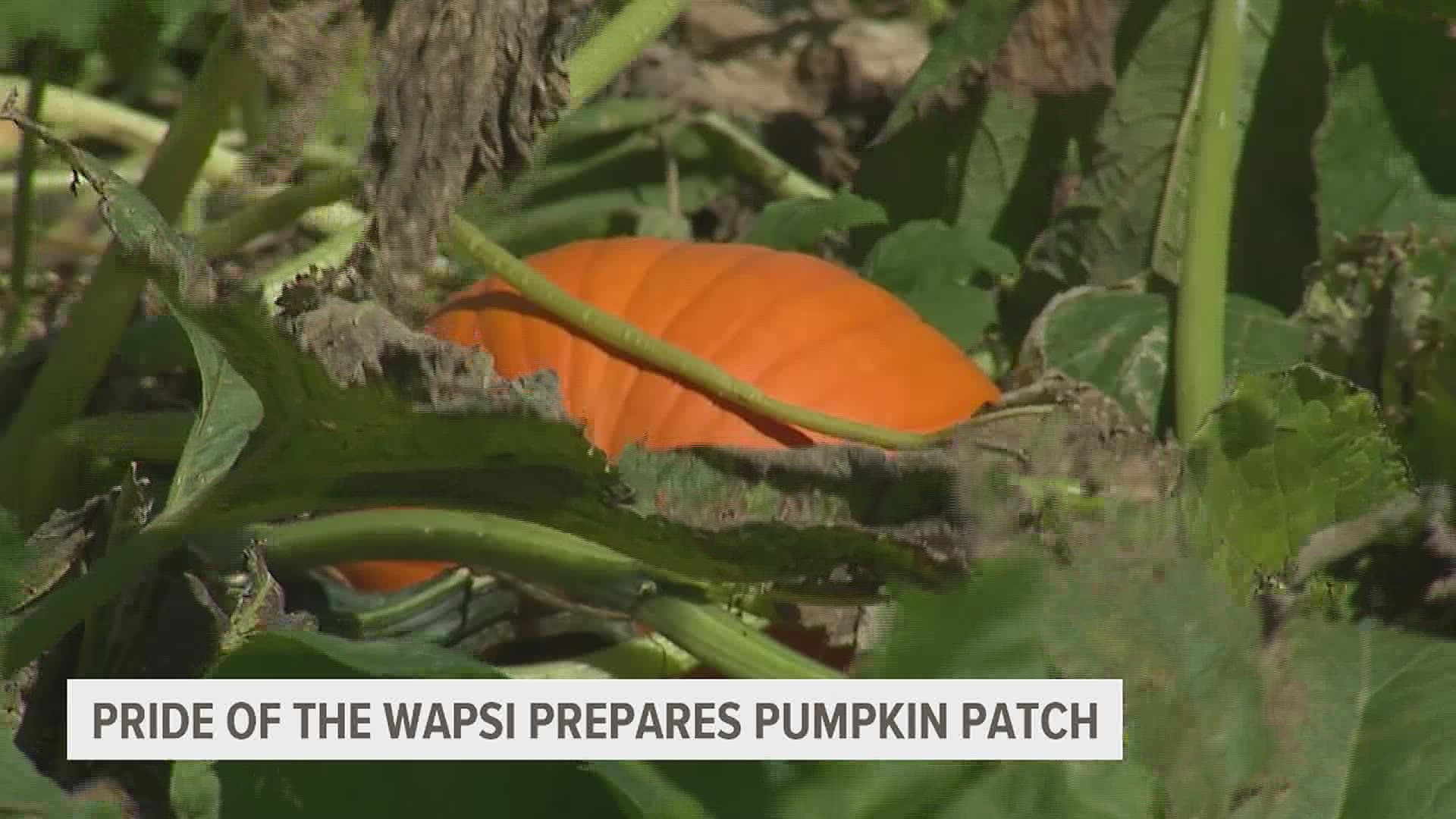 With the first day of fall arriving, Pride of the Wapsi is preparing for its pumpkin patch after facing the increased price of seeds earlier this year.