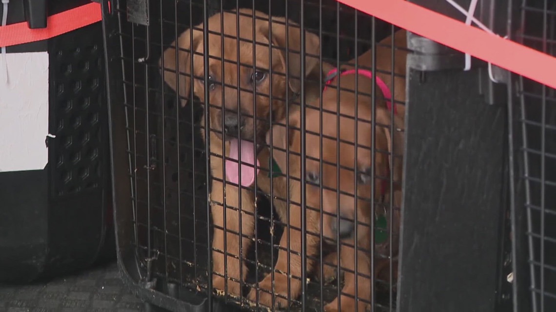 19 dogs saved after Georgia wildfires burned down their shelter