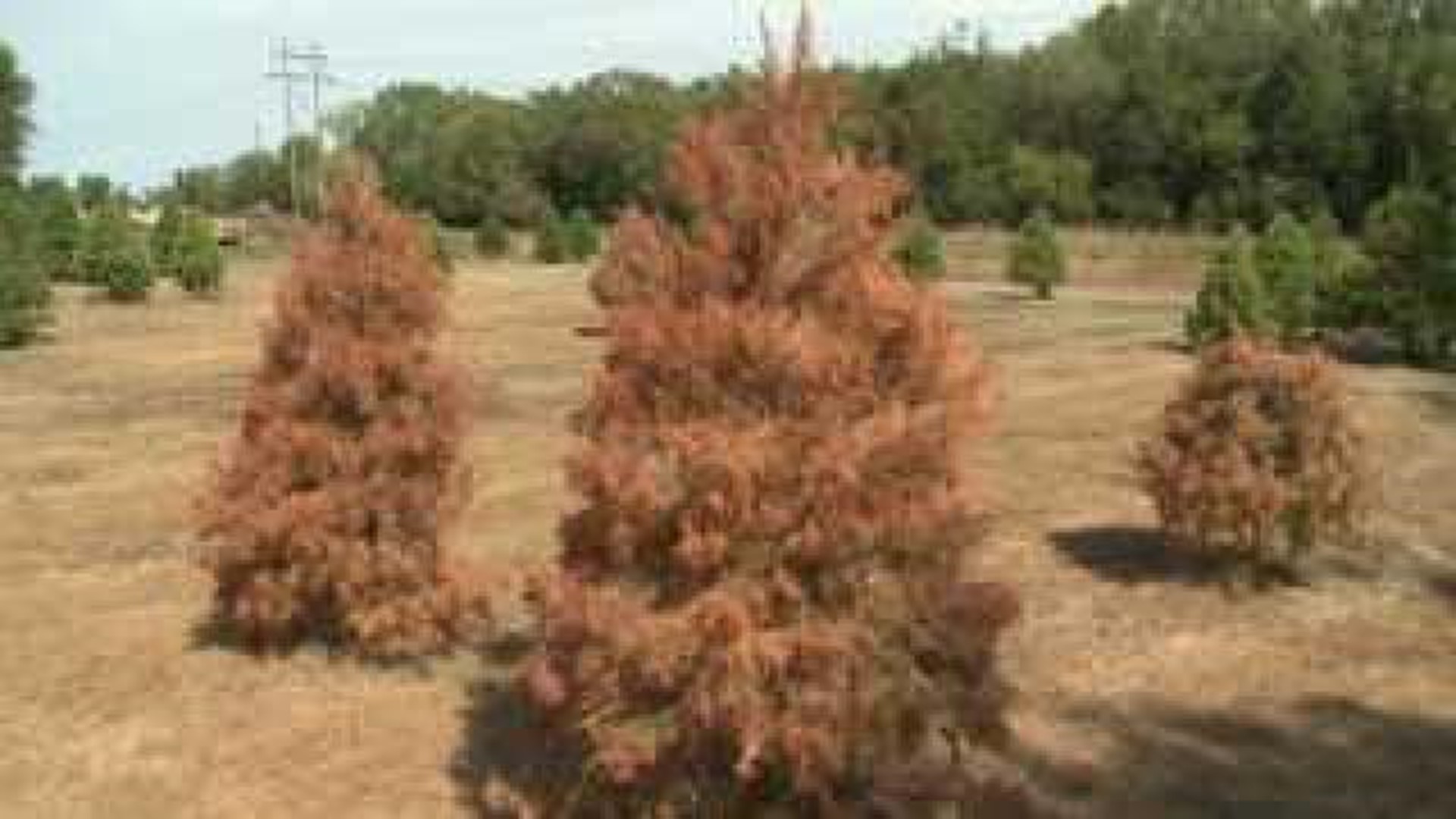 Christmas trees and drought