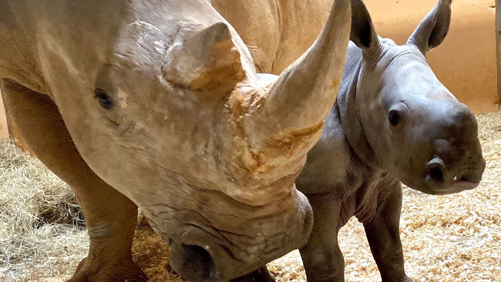 Animal conservationists are optimistic after an attempt to impregnate a Northern White Rhino female with a transferred embryo.