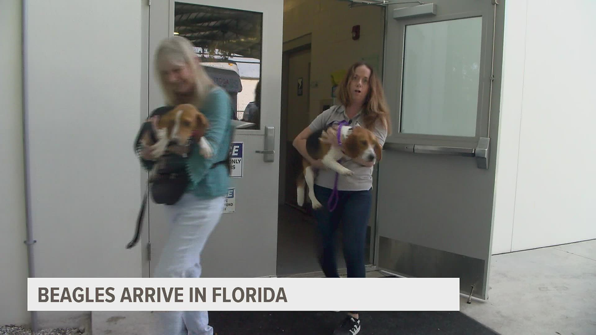 The Humane Society removed the last group of beagles from the Envigo facility, which bred dogs for labs that conduct tests on animals.