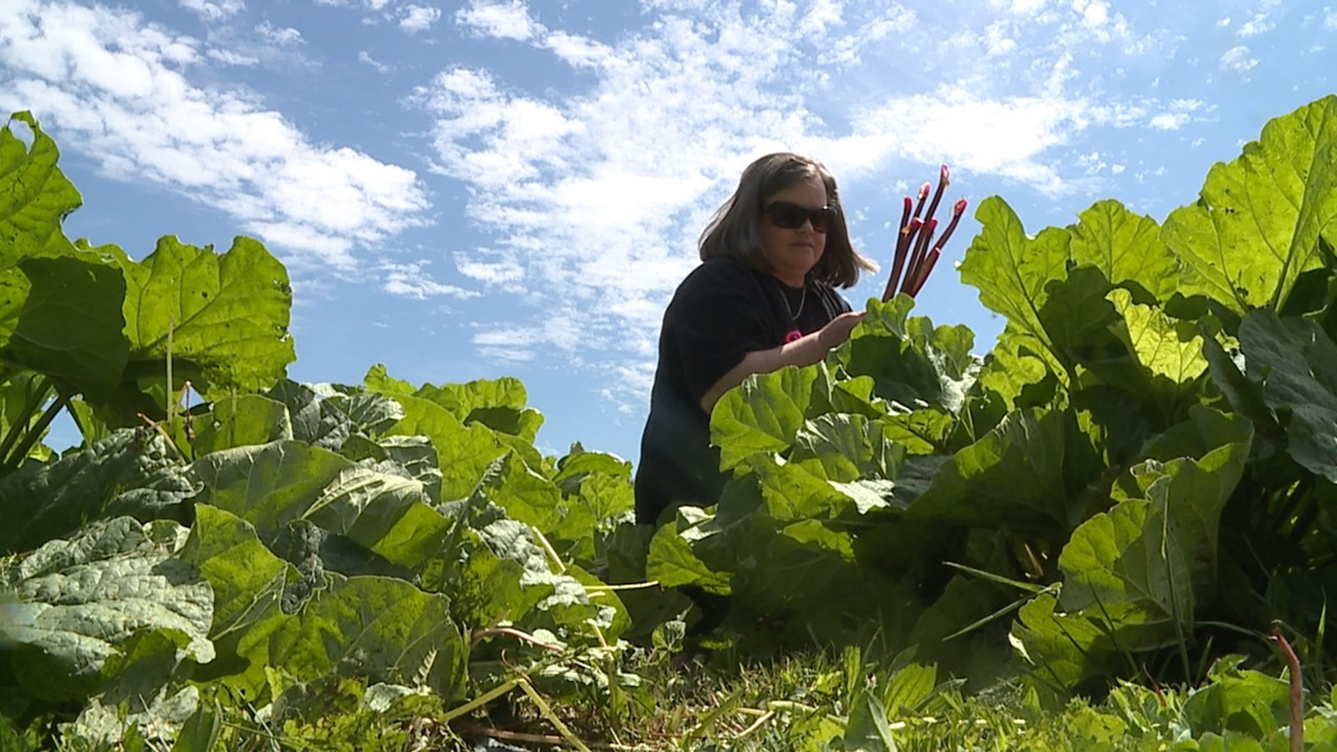 In order to make the thousands of pies, crisps and other rhubarb treats at Rhubarb Fest, first all the plants need to be picked. Many, many times.