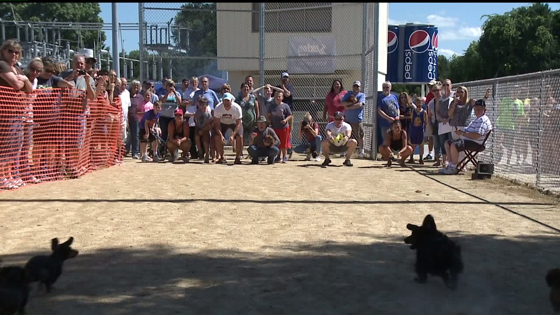 Dachshund Races at Coal Valley Days