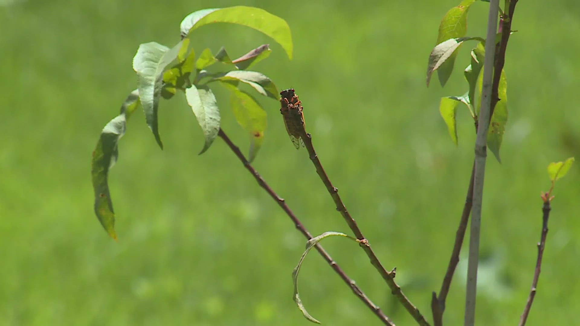 Wisconsin residents reacting over unexpected cicadas invasion of city