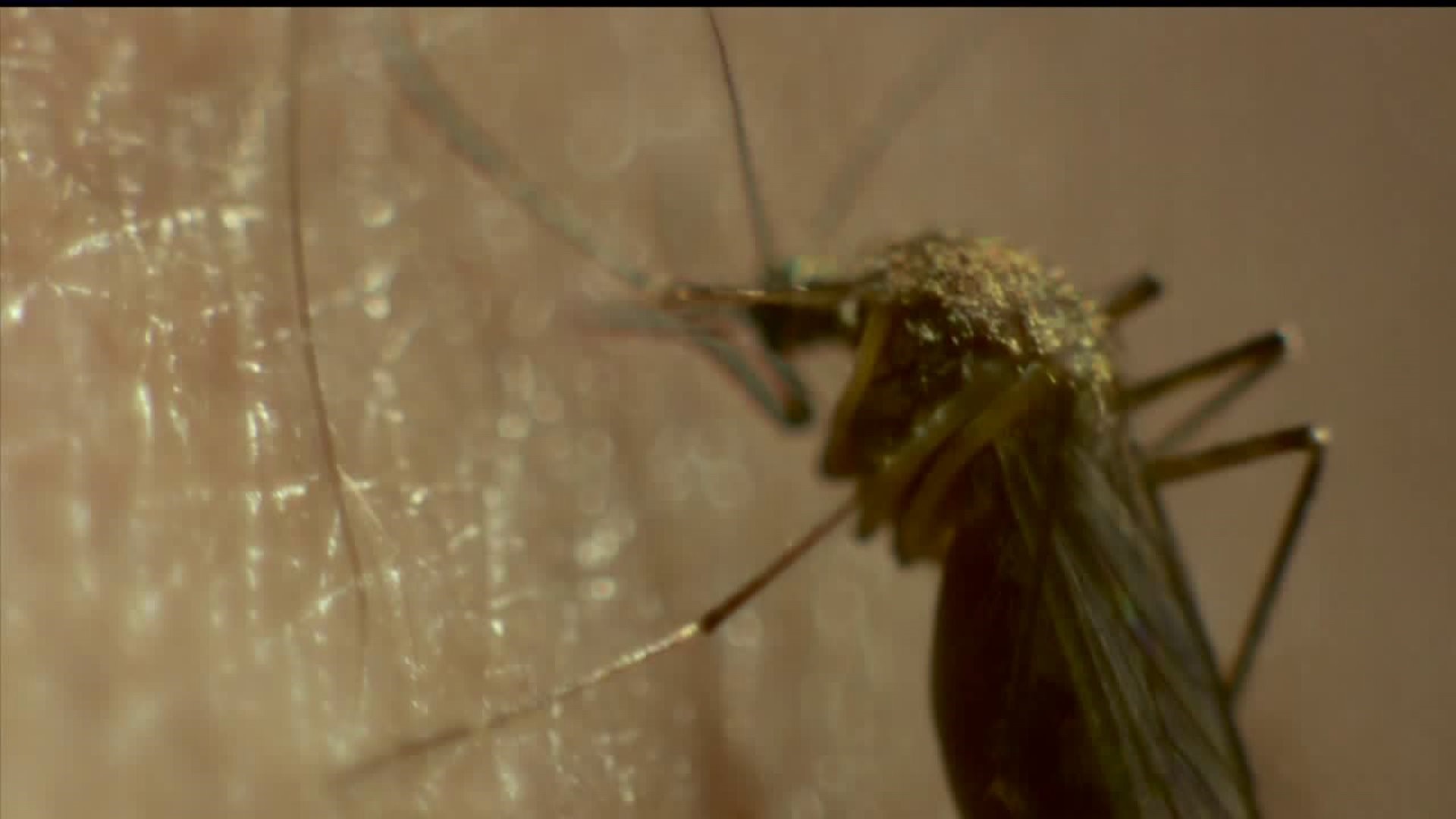 First West Nile virus-carrying mosquito reported in RI County