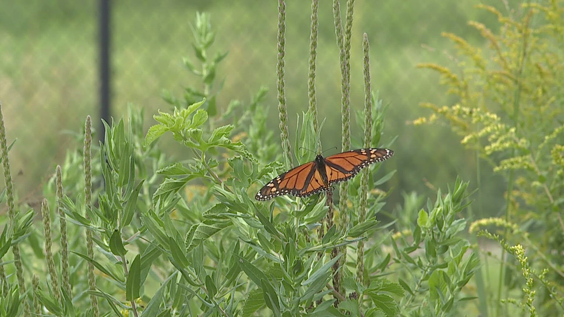 Every year, kindergarteners at Riverdale learn about the butterfly's life cycle by raising them from eggs and releasing full-grown monarchs.