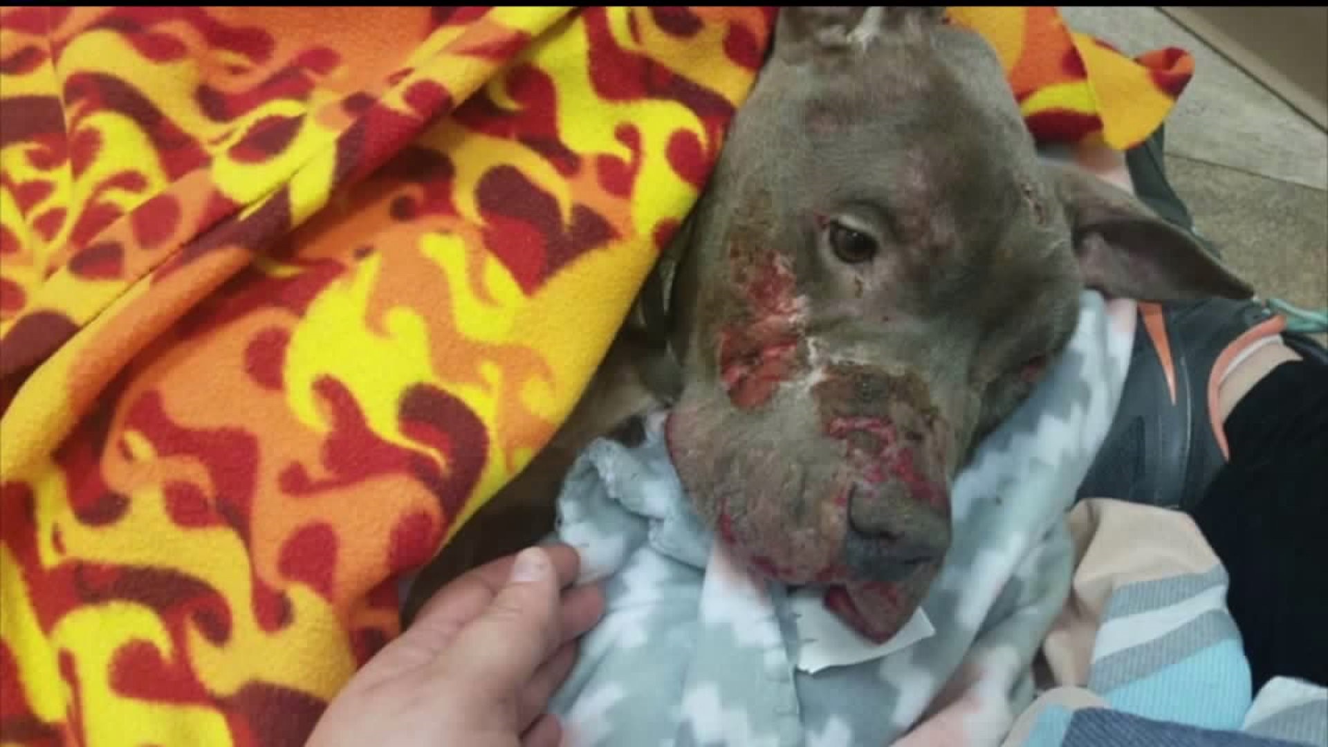 Charges filed after neglected dog dies