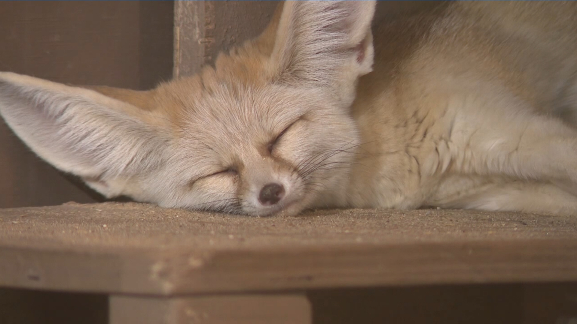 Valentine's at Niabi Zoo: Love takes many forms | wqad.com