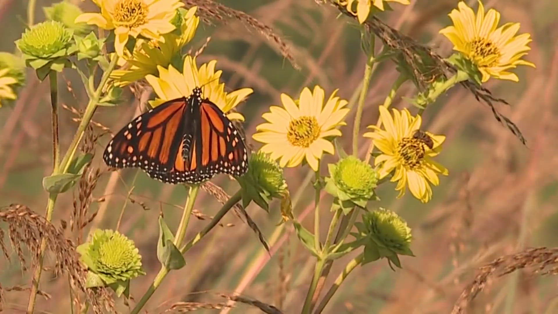 News 8 speaks with Nahant Marsh's education director Amy Loving to discuss why tracking the monarch butterfly population is critical to the Quad Cities ecosystem.