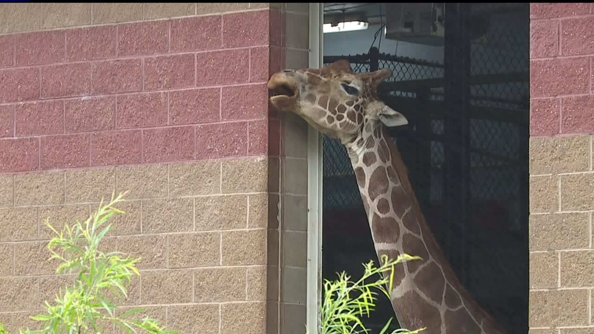 Niabi Zoo celebrates Giraffe Day