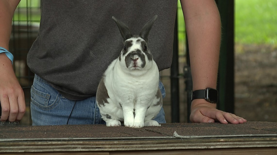 4-H families prepare animals for Mississippi Valley Fair - Vimarsana News