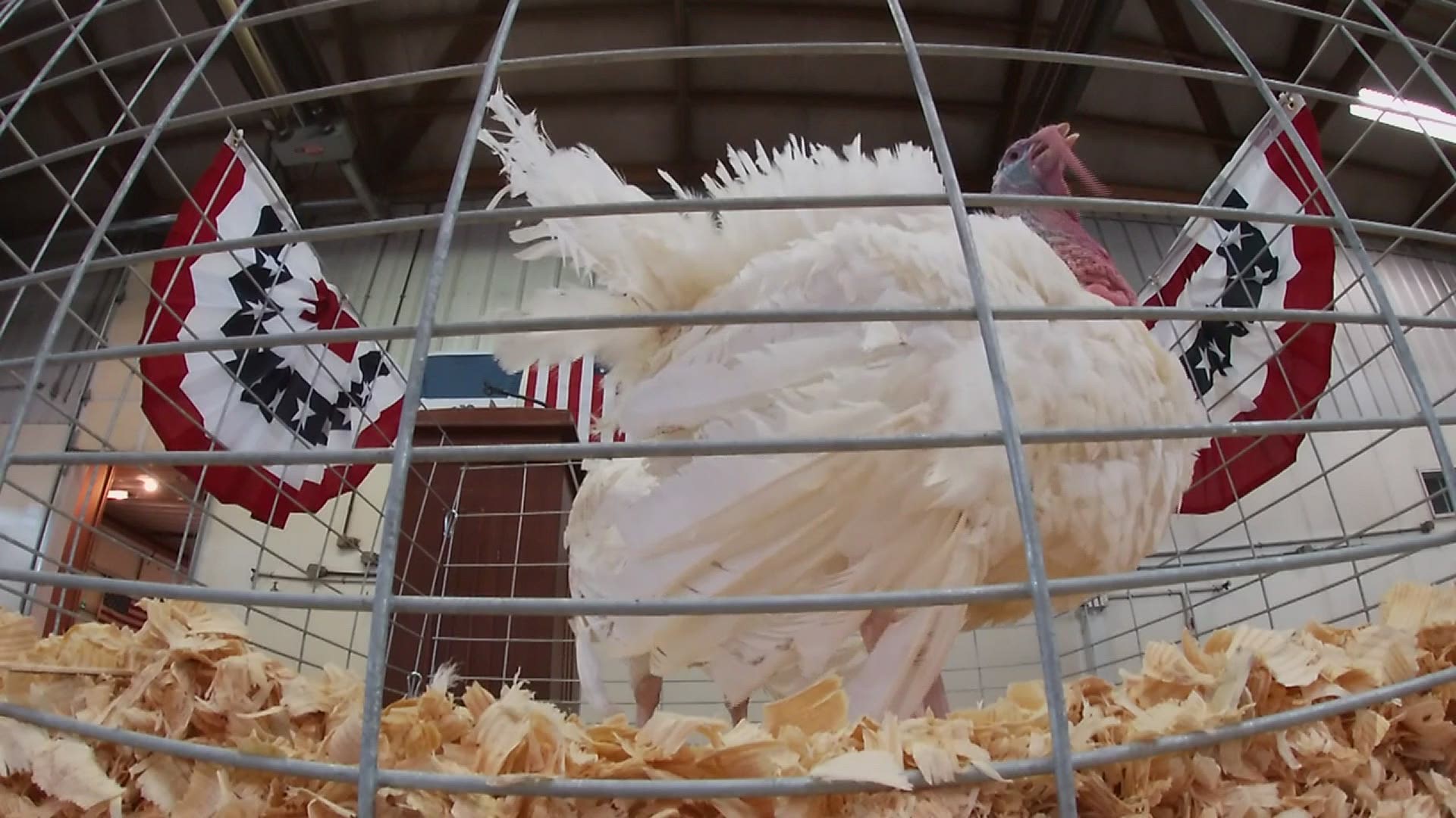 A sixth-generation farmer from Walcott raised the turkeys that will be pardoned ahead of Thanksgiving.