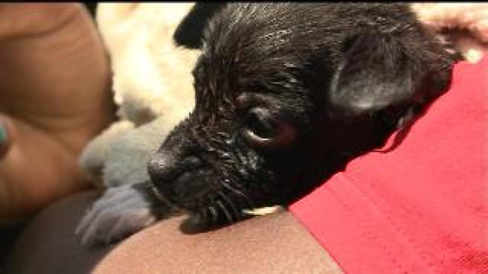 Puppy rescued from storm drain