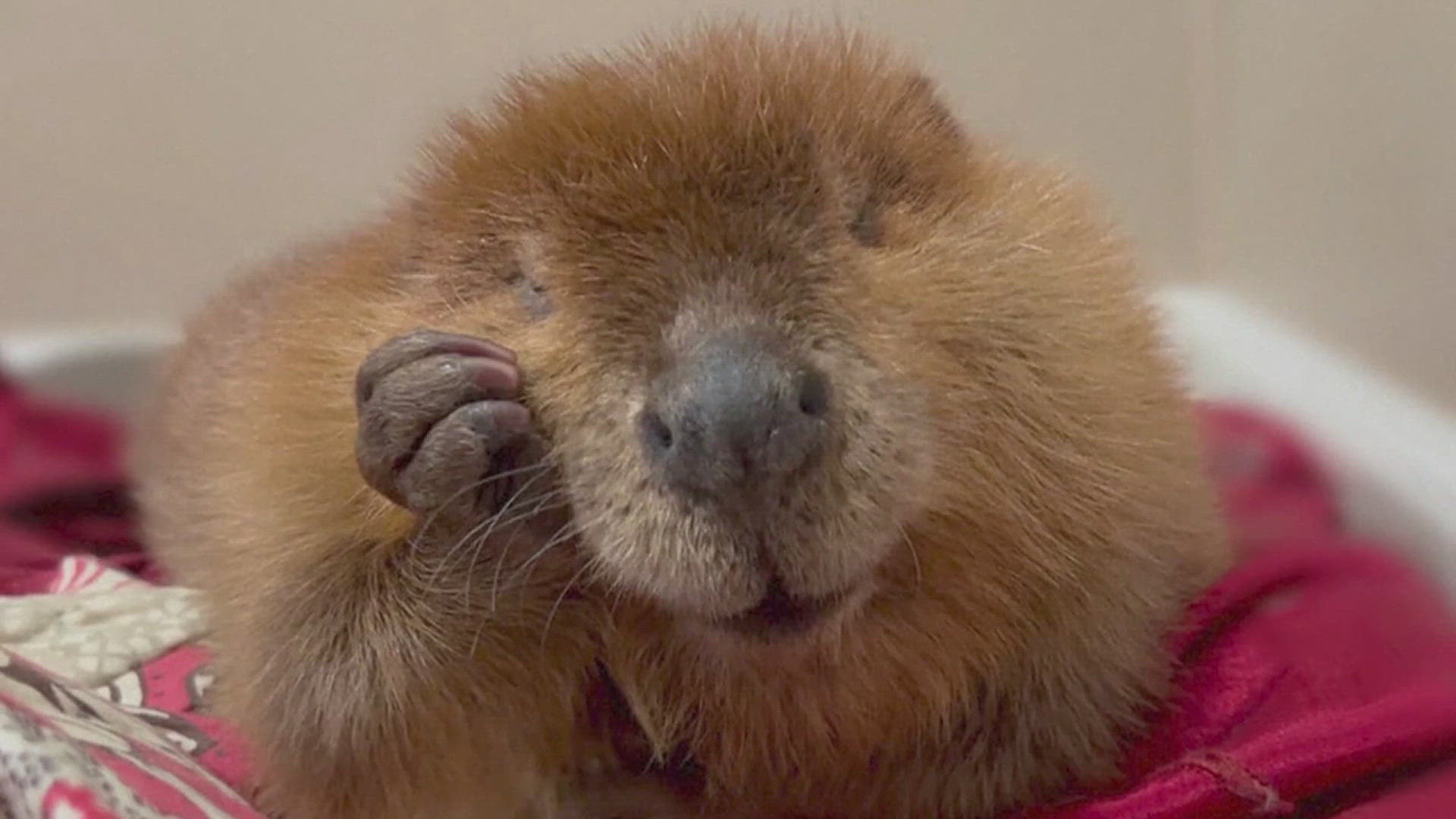 The beaver Nibi was found on the side of the road abandoned by her mother. A rescuer brought her to the facility, and in time became a regional celebrity online.