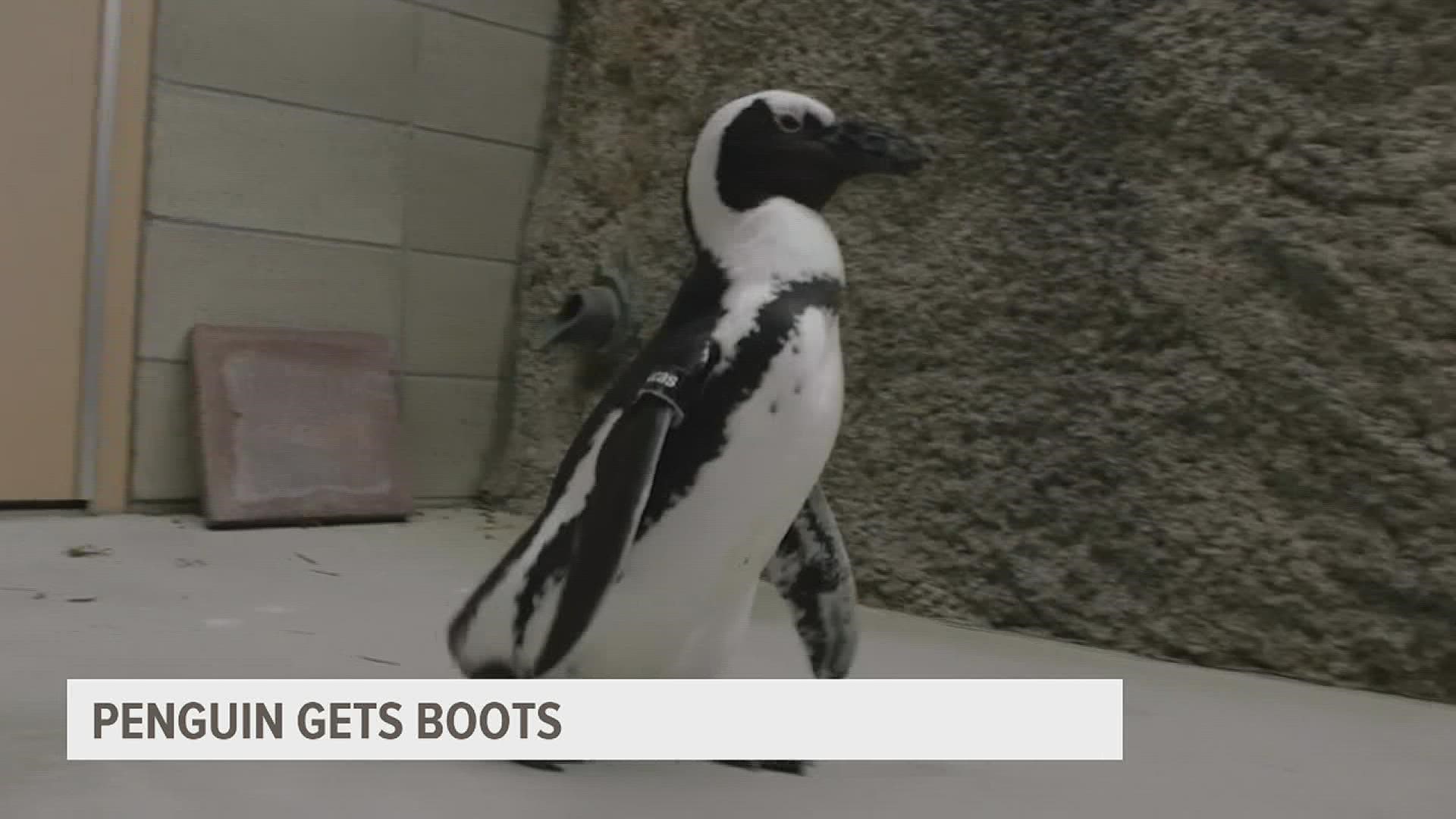 Lucas the penguin had trouble walking due to lesions on his feet due to a chronic condition, but a new pair of boots got him back on his feet.