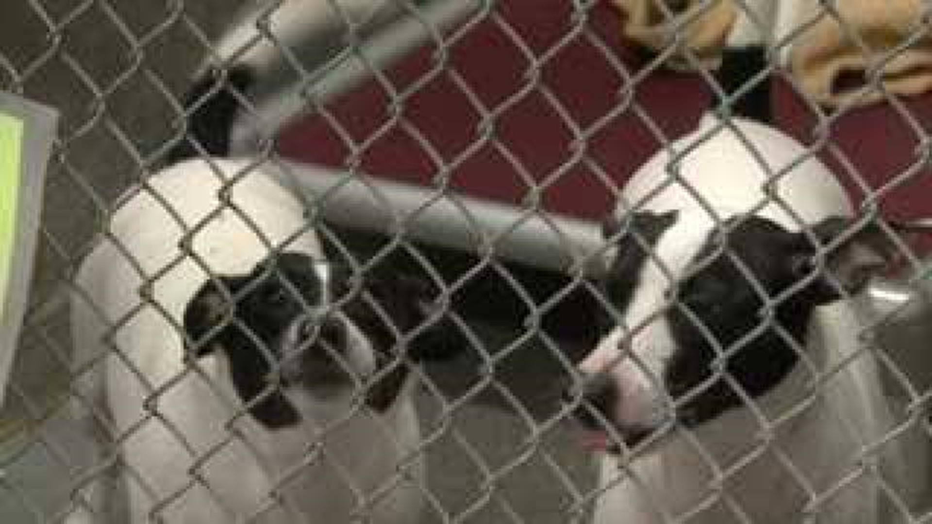 Illinois bill proposes pet stores only sell shelter animals