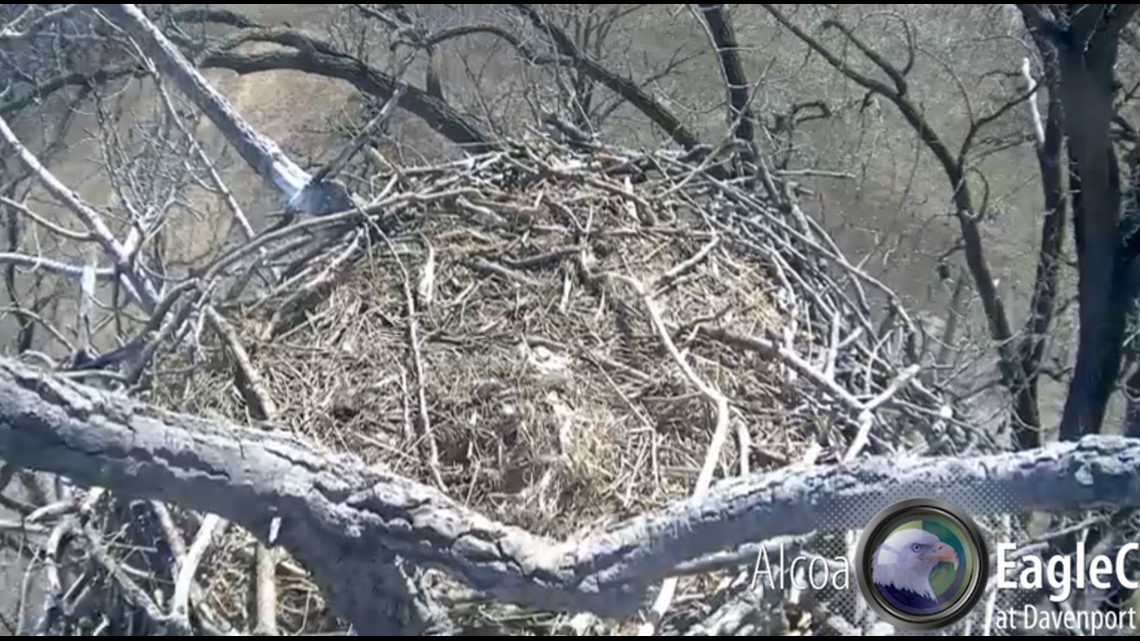 Egg seems to have disappeared from eagles’ nest at Alcoa in Davenport